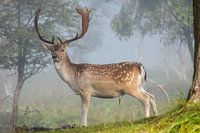 Hirsche in nebligen Dünen