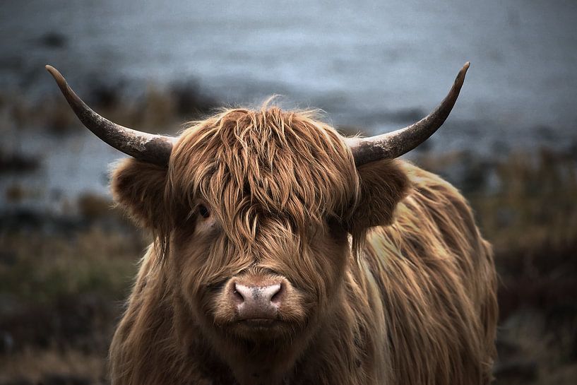 Portrait des Highlands écossais par bart dirksen
