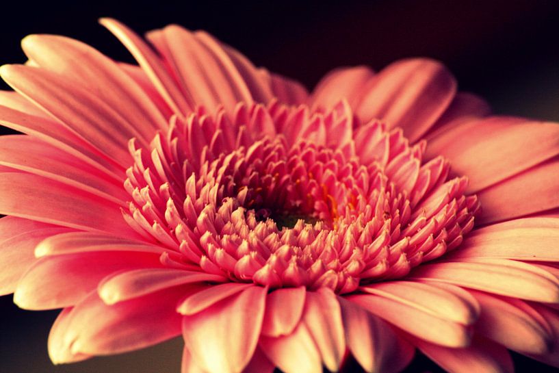 Gerbra, bloem, Vintage kleur  von Wilma Meurs