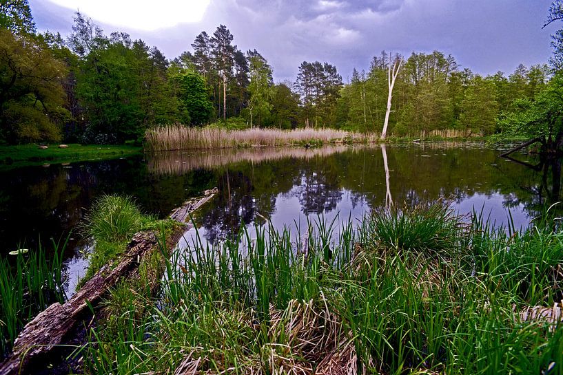 Idyllic forest lake on the Nonnenfließ in the Barnim Nature Park by Silva Wischeropp