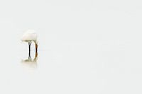 Gelassener, eleganter Löffler bei der Futtersuche.