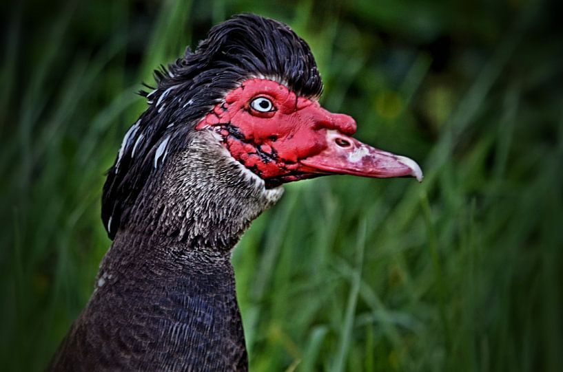 Muskuseend par Leo Huijzer