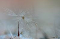 gouttes d'eau sur la peluche de pissenlit