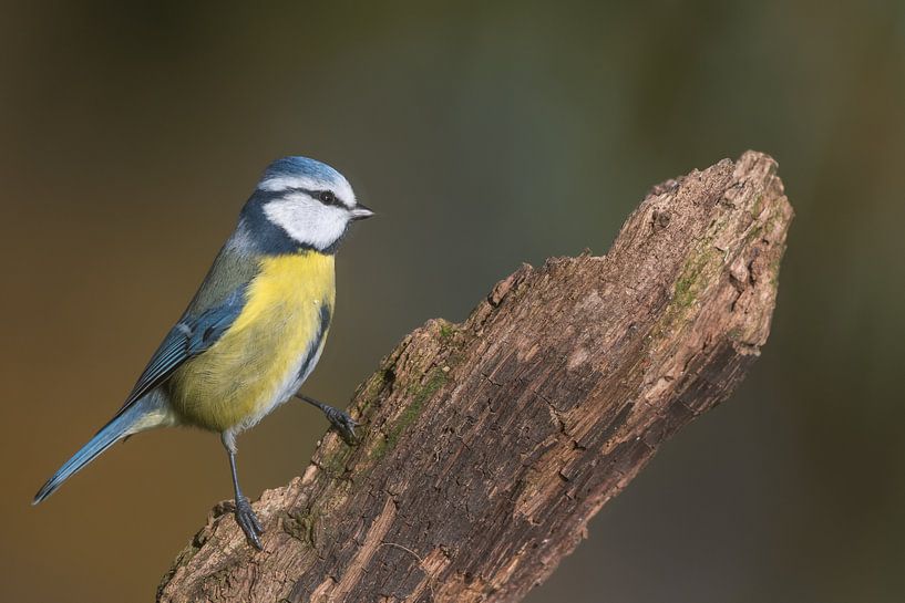 Blaumeise auf der Lauer von Sven Scraeyen