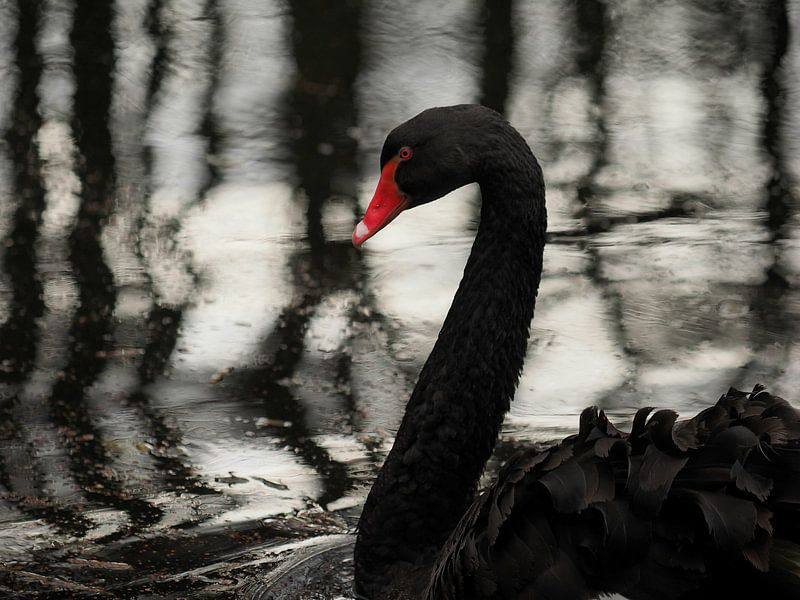 Black swan by RW Blitzlicht