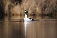 Salut du plongeur aux yeux d'or