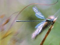 Beautiful damselfly, in the beautiful surroundings of Schoorl Dunes. Not macro but shot with a Pentacon vintage lens.