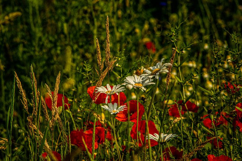 Wald Blumen Feld Landschaft Erzgebirge Städte Dörfer von Johnny Flash