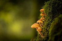Mushrooms on moss
