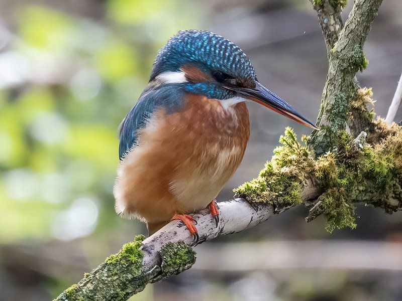 Martin-pêcheur sur une branche par Christina Bauer Photos