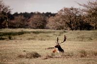 Damhirsch in der Herbstsonne
