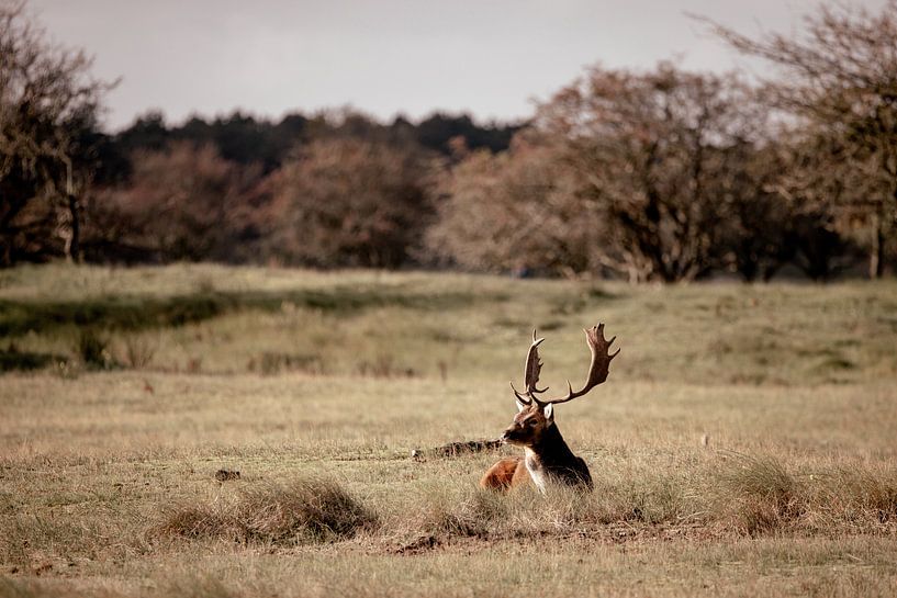 Damhirsch in der Herbstsonne von Hakim Chafouk Idrissi