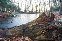 Reste eines umgestürzten Baumes