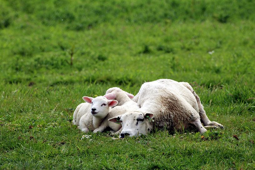 Faulenzen von Filippus Kiemel