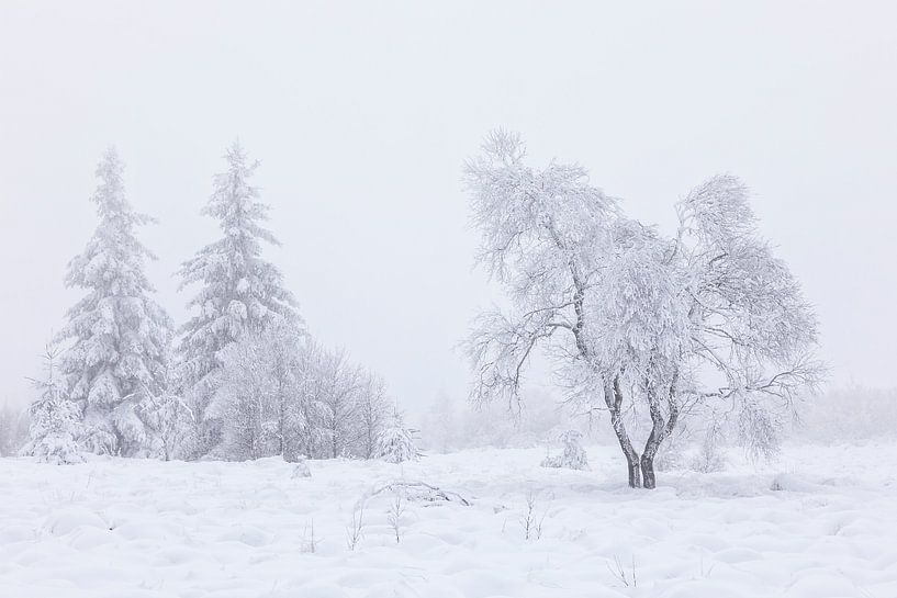 Winterliche Gelassenheit von Cor de Bruijn Photography