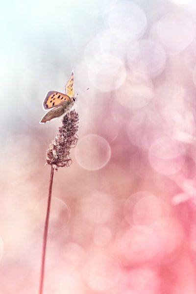 Profitez du soleil ... par Bob Daalder