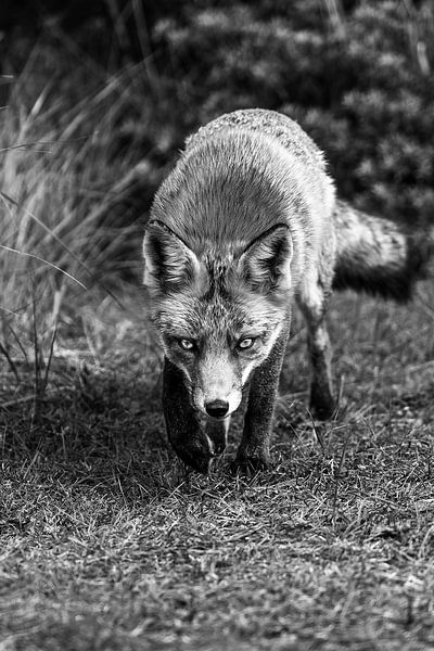Fox in the Amsterdam Water Supply Dunes by Sander J