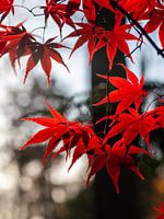Feuilles d'érable japonaises