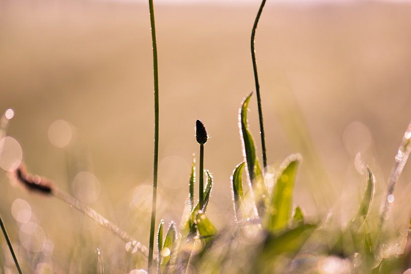 dauw in het gras van Tania Perneel