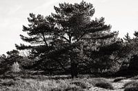 Paysage Drenthe (Zeegse)