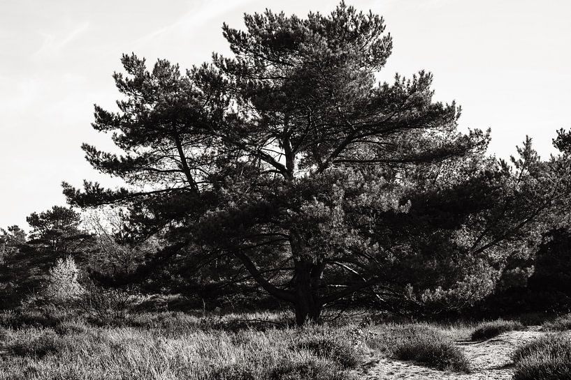 Paysage Drenthe (Zeegse) par Tanja Bouwhuis Fotografie & Design