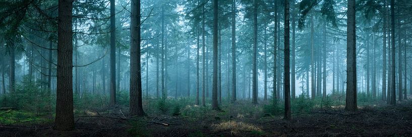 Early morning Spruce Forest by Jeroen Lagerwerf
