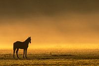 Pferd im Nebel bei Sonnenaufgang