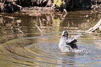 Eine Wäsche für das Blässhuhn