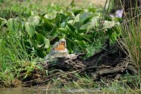 Tranquillité et menace - Le crocodile du Nil à Murchison