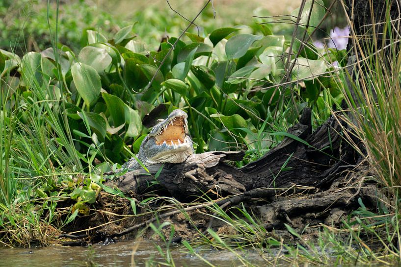 Tranquillity and menace - Nile crocodile in Murchison by Rick Massar