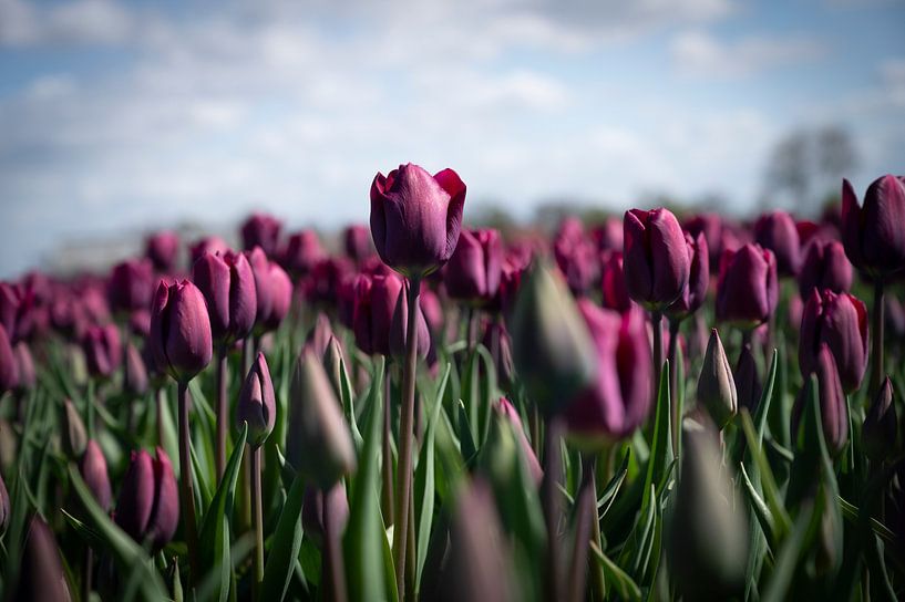 Dark purple tulip flowers in a field near Lisse - floral spring nature and travel photography. by Christa Stroo photography