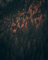 Herbstlich gefärbte Bäume