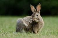 Jeune lapin