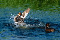 Futen territoriumgevecht