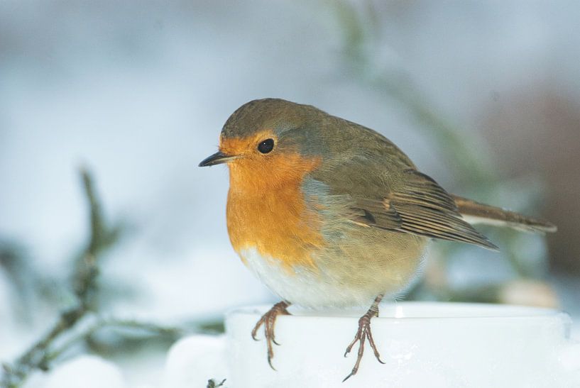 Graceful such a robin by Natuurpracht   Kees Doornenbal