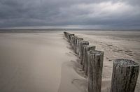 Pile heads on the beach of Hollum, Ameland
