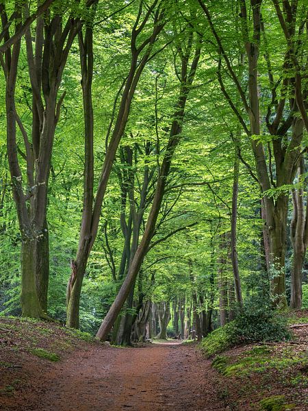 Forêt de hêtres au printemps par Maarten Leeuwis