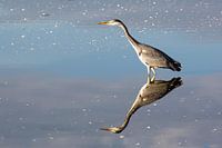 Reflexion blauer Reiher