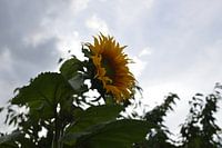 Sonnenblume wächst Richtung Himmel