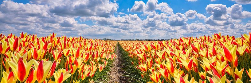 Eine Frühlingslandschaft mit gelb-roten Tulpen in einer Panoramalage von eric van der eijk