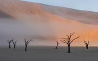 Matin brumeux à Deadvlei, dans le désert de Namibie