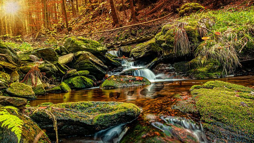 Wildbach von Johnny Flash