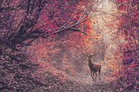 Majestätische Hirsche im bezaubernden roten Wald - Atemberaubendes Herbstfoto für Innenräume