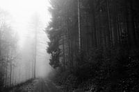 Black forest in the fog I