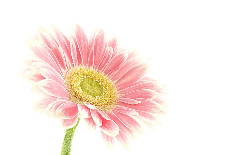Gerbera von Tanja van Beuningen
