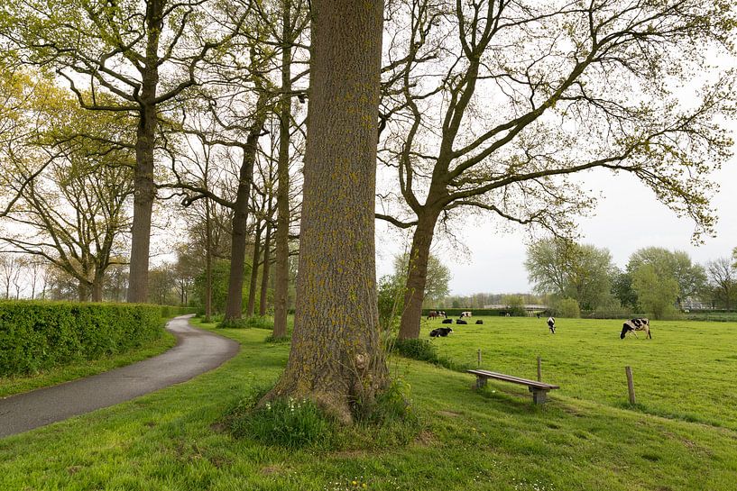 Het fietspad langs de Kromme Rijn bij Rhijnauwen par Marijke van Eijkeren
