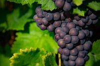 Blaue Weintrauben in der Sonne