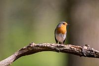 Rotkelchen, Bird, Vogel, Robbin