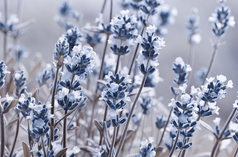 lavande par Violetta Honkisz