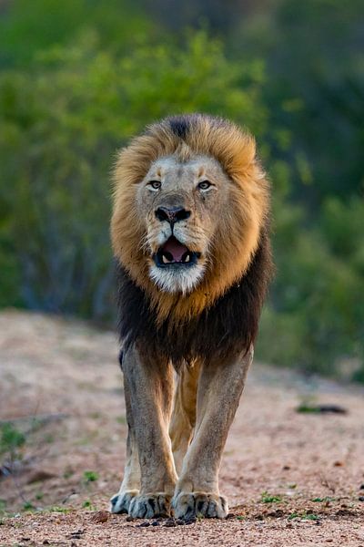 De leeuw by Willem Vernes